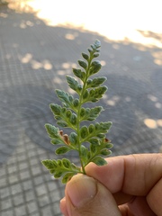 Asplenium adiantum-nigrum
