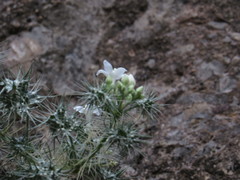 Cnidoscolus egregius