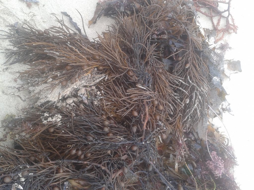Cystophora grevillei
