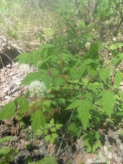 Actaea rubra