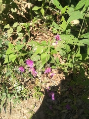Vernonia greggii