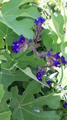 Anchusa officinalis