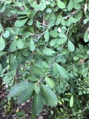 Erythroxylum delagoense