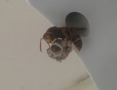 Polistes humilis synoecus