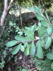 Erythroxylum delagoense