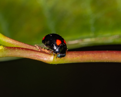 Brachiacantha quadripunctata quadripunctata