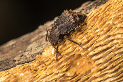 Syrphetodes decoratus