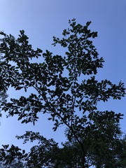 Terminalia phanerophlebia