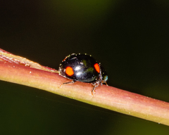 Brachiacantha quadripunctata quadripunctata