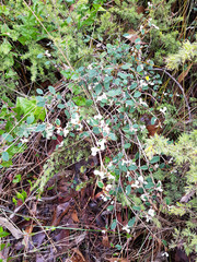 Spyridium thymifolium