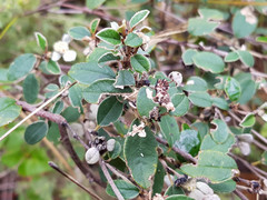 Spyridium thymifolium