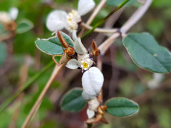 Spyridium thymifolium