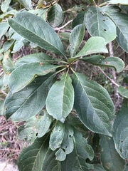 Terminalia phanerophlebia