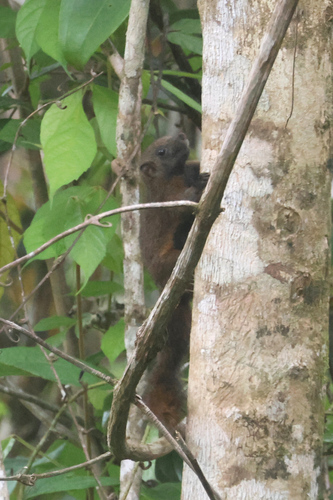 Mentawai Squirrel (Callosciurus melanogaster) — Vulnerable Mammalia