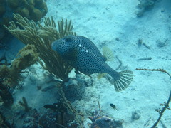 Lactophrys bicaudalis