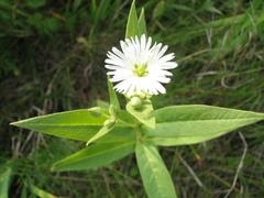 Stellaria radians