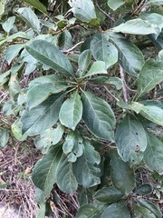 Terminalia phanerophlebia