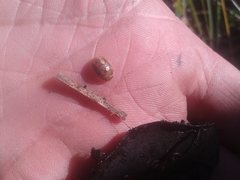 Paropsisterna debilis