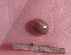 Paropsisterna debilis