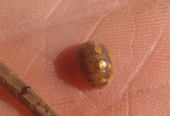 Paropsisterna debilis