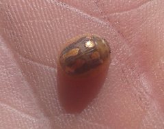 Paropsisterna debilis