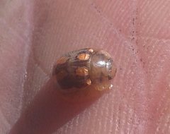 Paropsisterna debilis