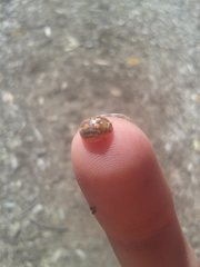 Paropsisterna debilis