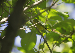 Phylloscopus whistleri