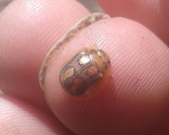 Paropsisterna debilis