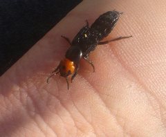 Creophilus erythrocephalus