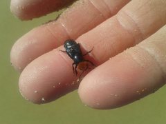 Creophilus erythrocephalus