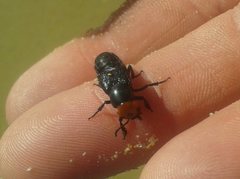 Creophilus erythrocephalus