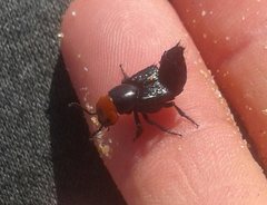 Creophilus erythrocephalus