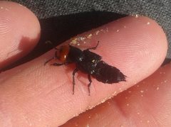 Creophilus erythrocephalus