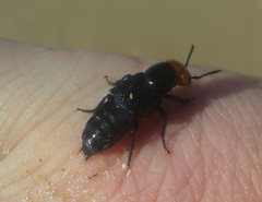 Creophilus erythrocephalus