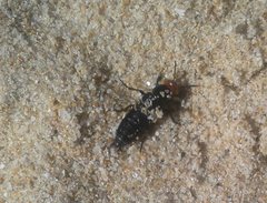 Creophilus erythrocephalus