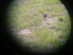 Malurus splendens splendens