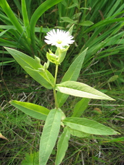 Stellaria radians