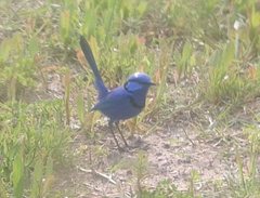 Malurus splendens splendens