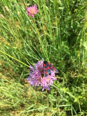 Zygaena filipendulae