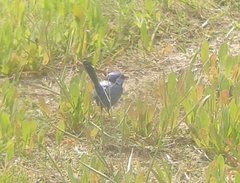 Malurus splendens splendens