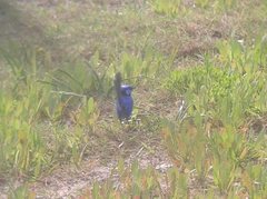 Malurus splendens splendens