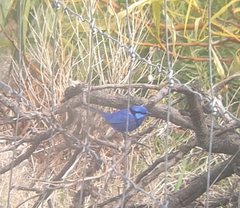 Malurus splendens splendens