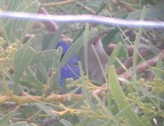 Malurus splendens splendens