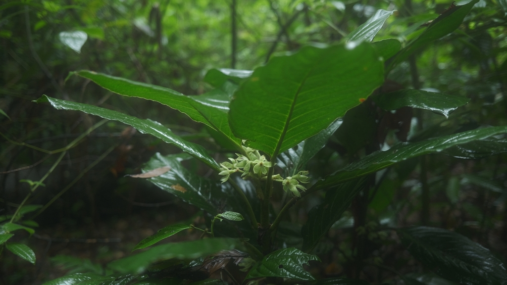Acranthera frutescens