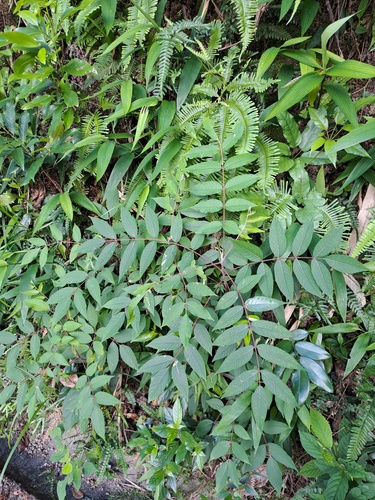Rhus hypoleuca, 2024-07-07