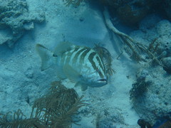 Epinephelus striatus