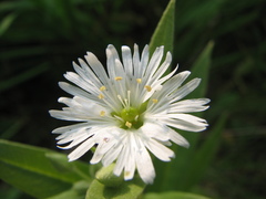 Stellaria radians