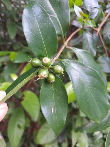 Mussaenda pubescens, photograph 3