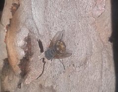 Calliphora stygia